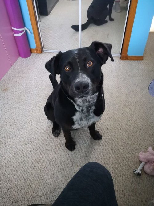 VIDA - Labrador Retriever / Australian Cattle Dog/Blue Heeler available for adoption