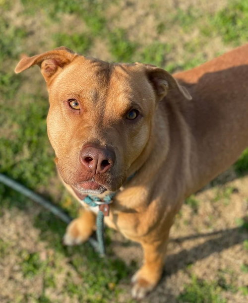 BUCK - Pit Bull Terrier available for adoption