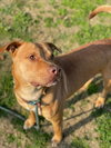 Buck - Photo 2