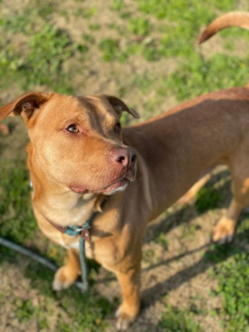 BUCK - Pit Bull Terrier available for adoption