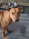 Buck - Photo 3