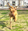 Buck - Photo 4
