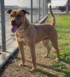 Buck - Photo 5