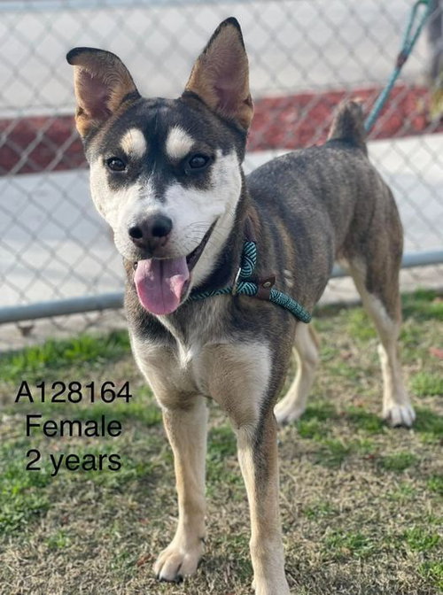 HAZEL - Shepherd / Husky available for adoption