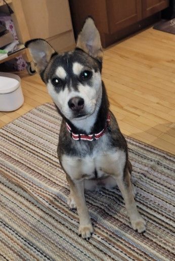 HAZEL - Shepherd / Husky available for adoption