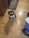 Hazel - Photo 3