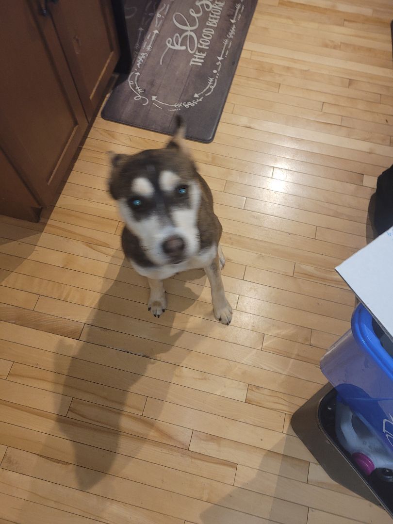 Hazel