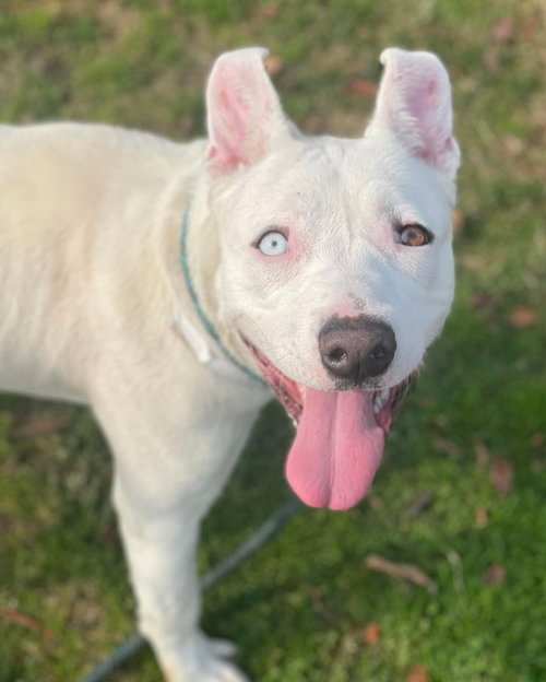 KIT - Pit Bull Terrier available for adoption