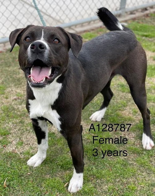 ROBIN - Pit Bull Terrier available for adoption