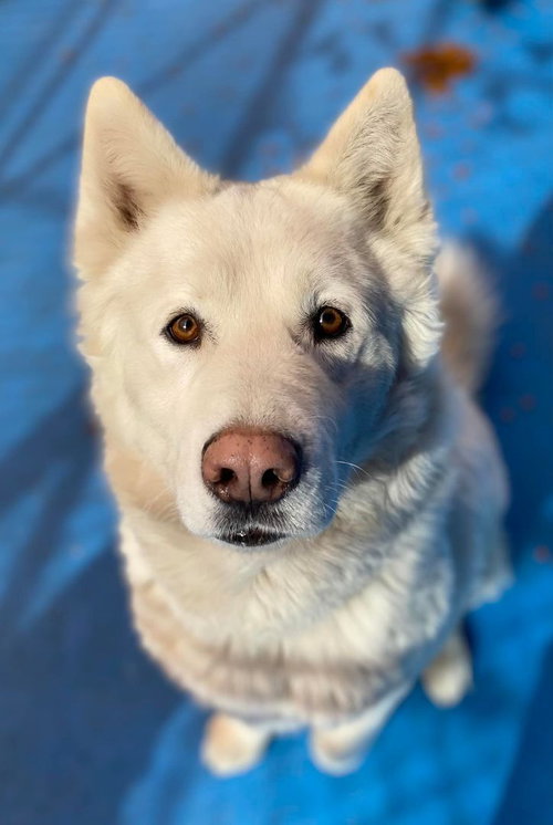 JUNO - Husky available for adoption