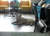 Juno - Photo 2