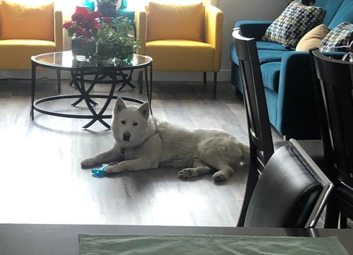 JUNO - Husky available for adoption