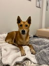 adoptable Dog in Calgary, AB named Zafrani