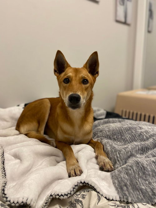 ZAFRANI - Jindo (Korean) available for adoption
