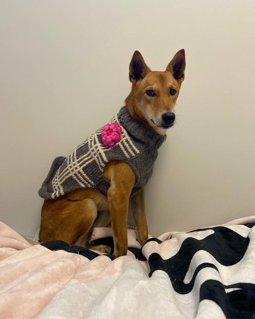 ZAFRANI - Jindo (Korean) available for adoption