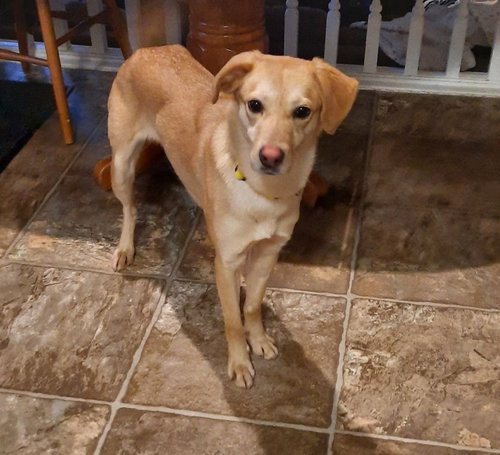 KIMMY - Labrador Retriever available for adoption