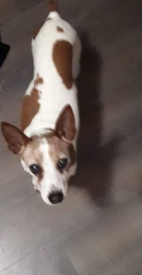 KK - Chihuahua available for adoption