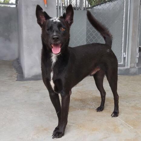 adoptable Dog in Calgary, AB named Charcoal