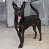 adoptable Dog in  named Charcoal