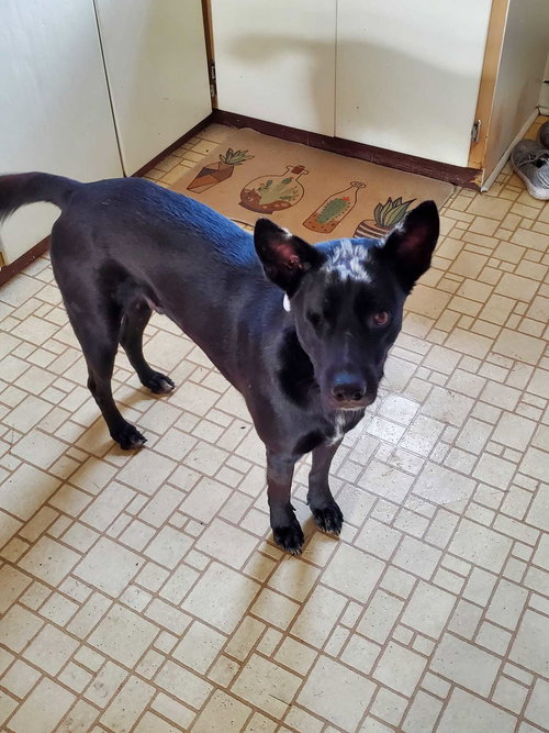 CHARCOAL - Terrier available for adoption