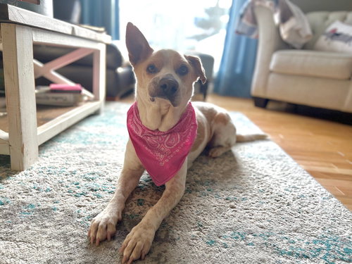 GINGER - Terrier available for adoption