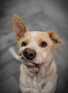 Ginger - Photo 2