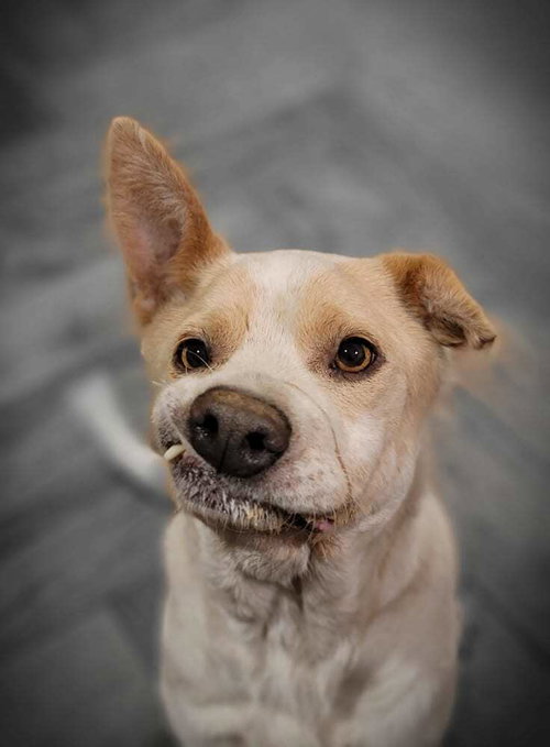 GINGER - Terrier available for adoption