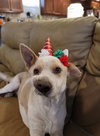Ginger - Photo 3