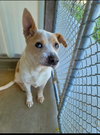 Ginger - Photo 4