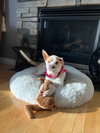 Ginger - Photo 5
