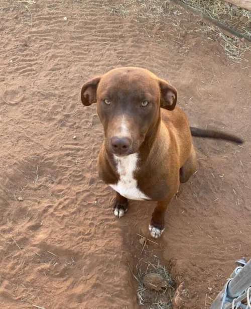 BRUNO - Pit Bull Terrier available for adoption