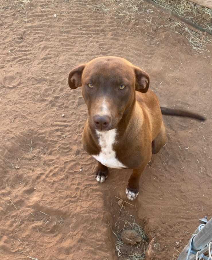 Bruno