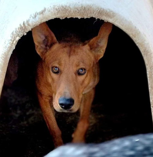 APACHE - Carolina Dog available for adoption