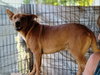 Apache - Photo 2