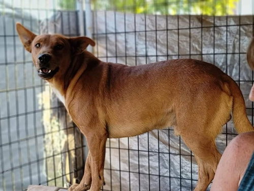 APACHE - Carolina Dog available for adoption