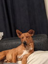 Apache - Photo 5