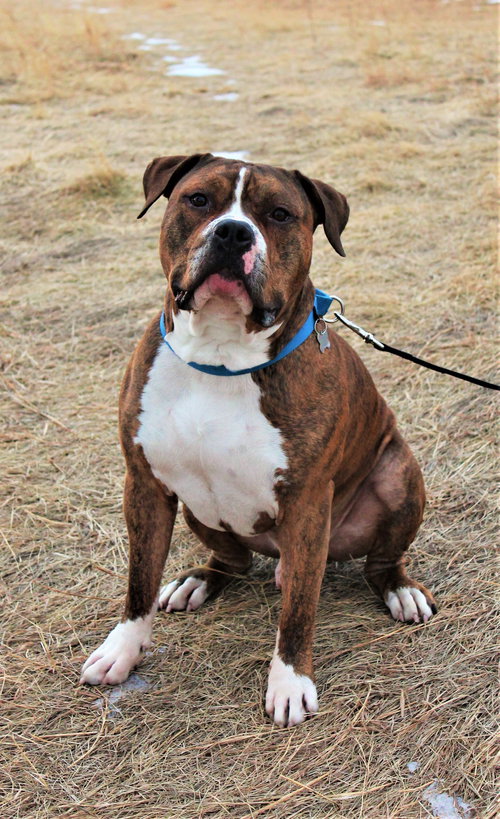 RAMBO - Pit Bull Terrier available for adoption
