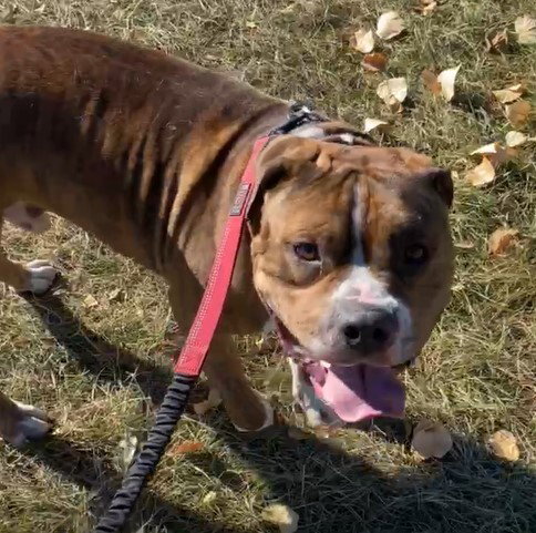RAMBO - Pit Bull Terrier available for adoption