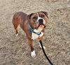 Rambo - Photo 3