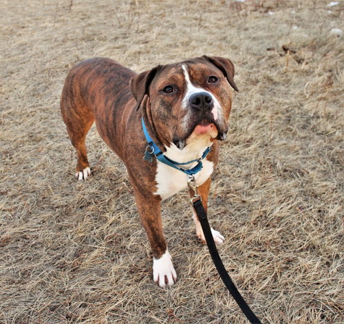 Photo 3 of Rambo