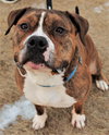 Rambo - Photo 4
