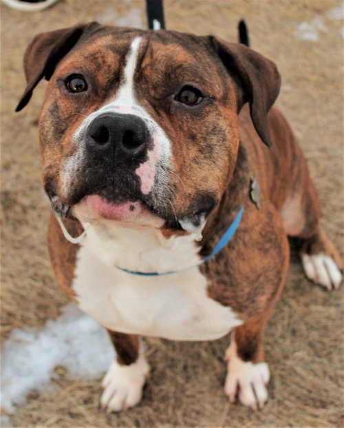Photo 4 of Rambo