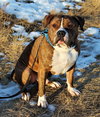 Rambo - Photo 5