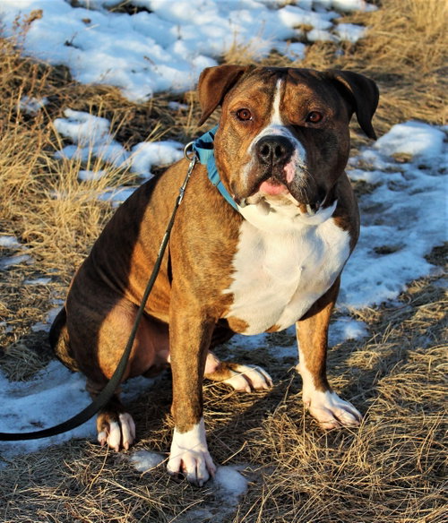 Photo 5 of Rambo