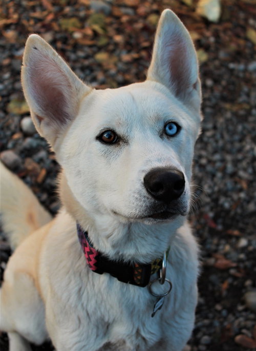 WILLOW - Siberian Husky available for adoption
