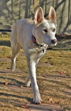 Willow - Photo 2