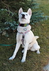 Willow - Photo 3