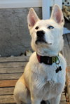 Willow - Photo 4