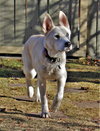 Willow - Photo 5