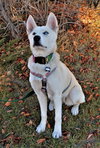 Willow - Photo 6